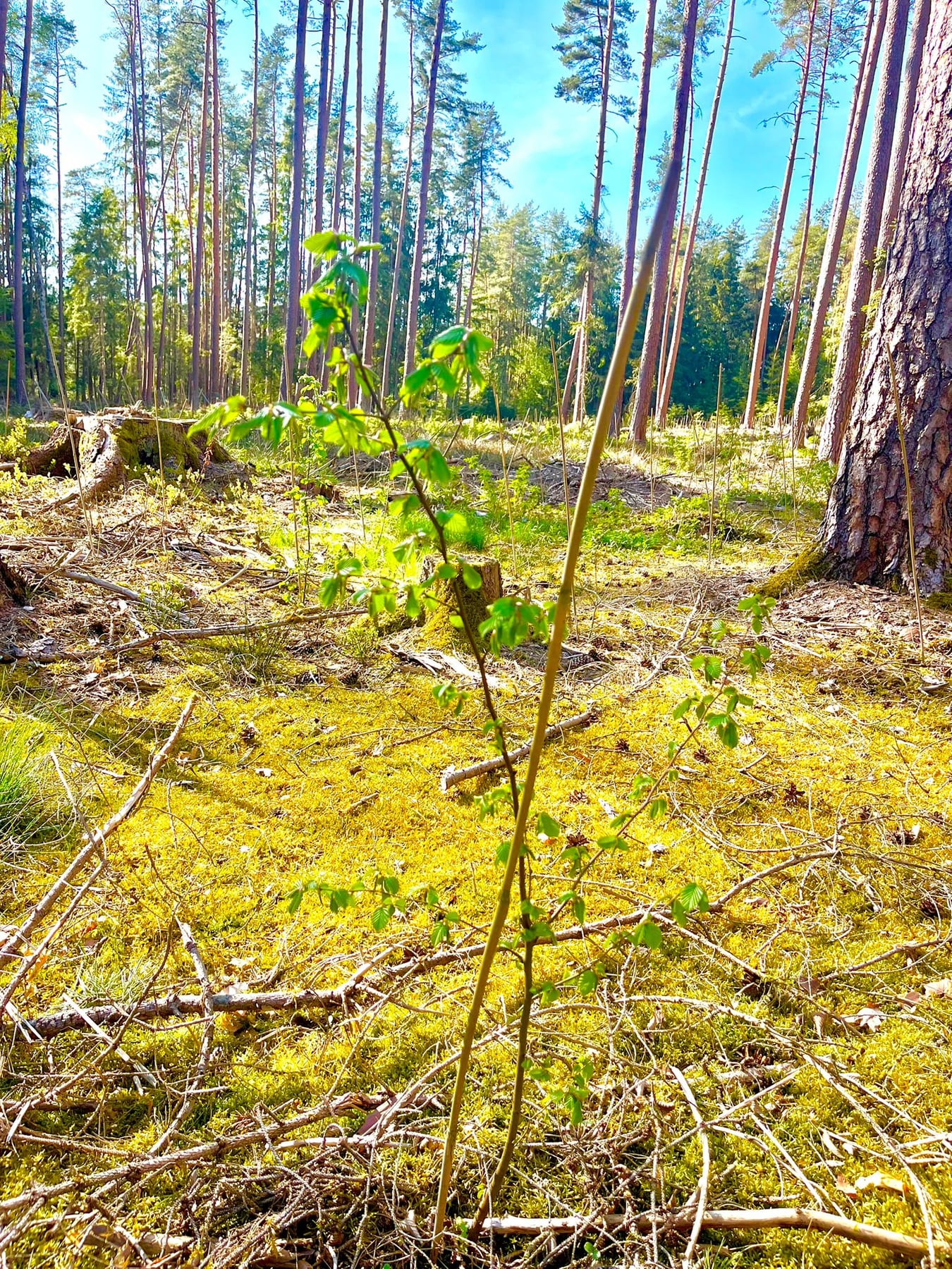 Lichter Kiefernwald mit jungem Aufwuchs nach der Ernte